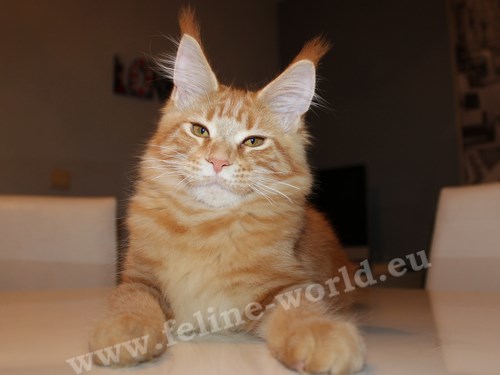 maine_coon_29 (Race)